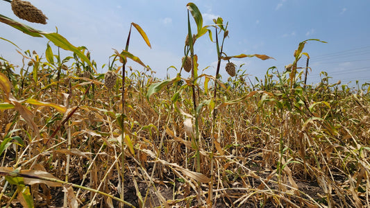 Barshi Dagadi Jowar