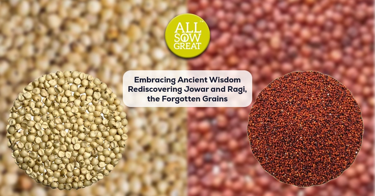 Johar Ragi Rediscovering Jowar and Ragi, the Forgotten Grains – All Sow Great